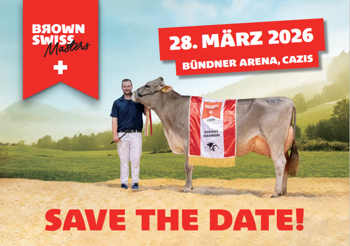 Brown Swiss Masters